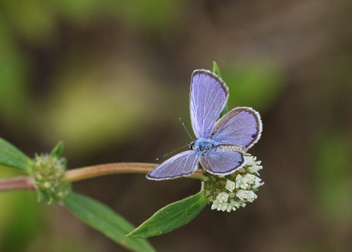 Ceraunus Blue